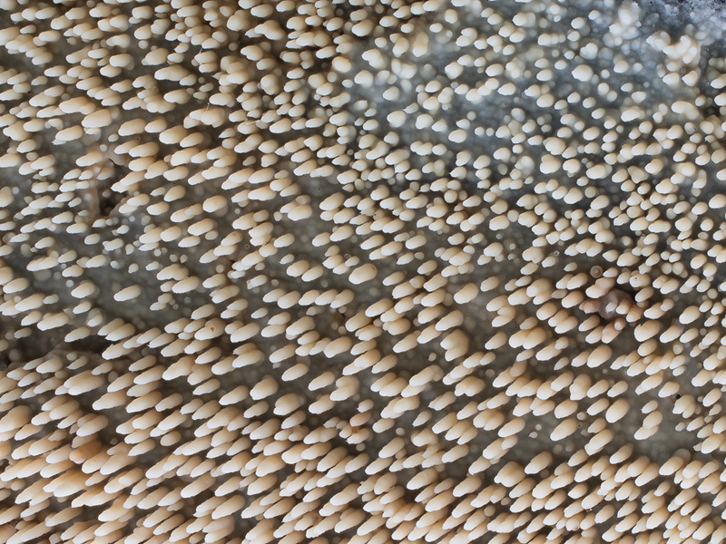 Phlebia fuscoatra Phlebia fuscoatra